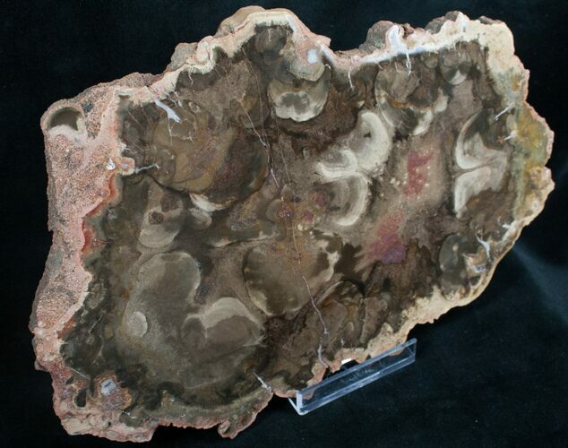 Rare Rhexoxylon Petrified Wood From Zimbabwe - #7638